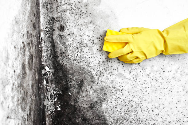 Best Mold Damage Restoration  in Winnetka, IL